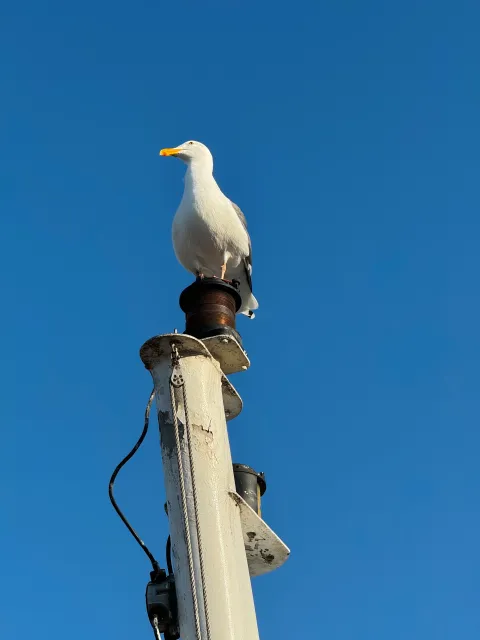 Seagull in San Francisco